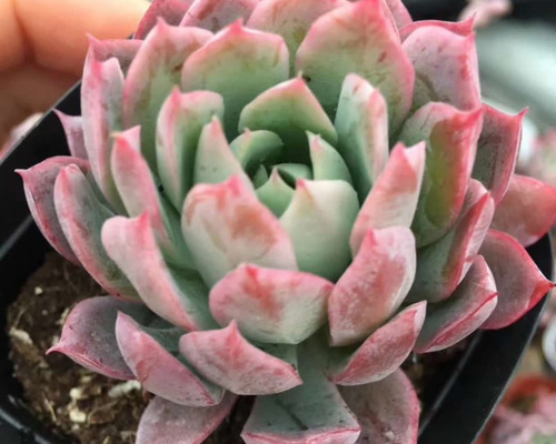 バイオレットクィーン エケベリア 超美苗 大苗大株 多肉植物 韓国苗