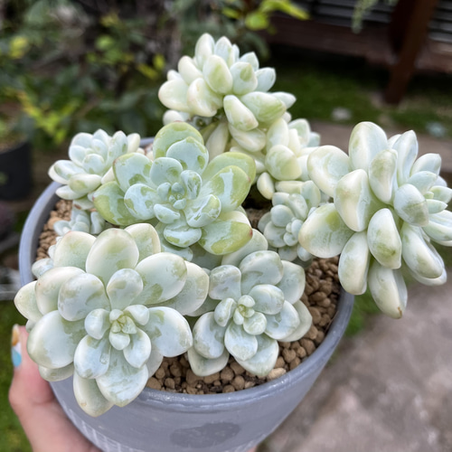 ピンクラウル錦 大群生 厳選韓国苗 名前付き 多肉植物 〜Green〜多肉畑