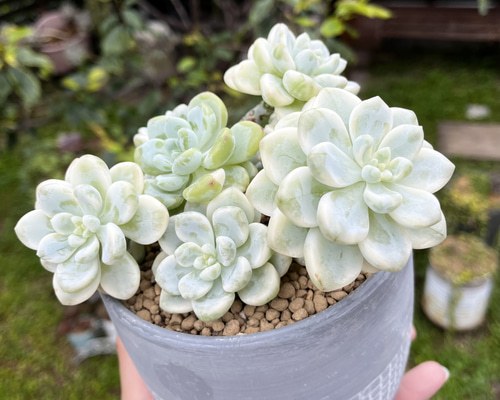 ピンクラウル錦 大群生 厳選韓国苗 名前付き 多肉植物 〜Green〜多肉畑