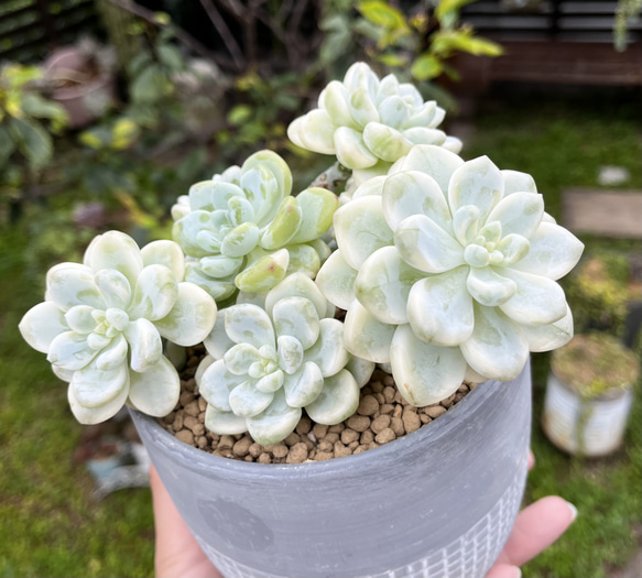 ピンクラウル錦 大群生 厳選韓国苗 名前付き 多肉植物 〜Green〜多肉畑