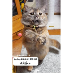 猫用おもちゃ、Curling RUNRUNーカーリングるんるんー＠R＆Sセット 10枚目の画像