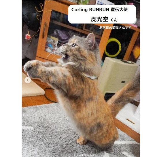 猫用おもちゃ、CurlingRUNRUN(カーリングるんるん) 5枚目の画像