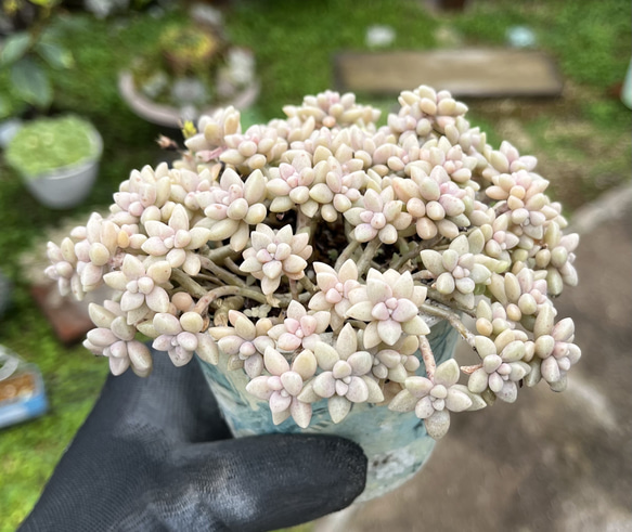 SOLD 姫秋麗 抜き苗 名前付き 多肉植物 〜Green〜多肉畑〜 通販 