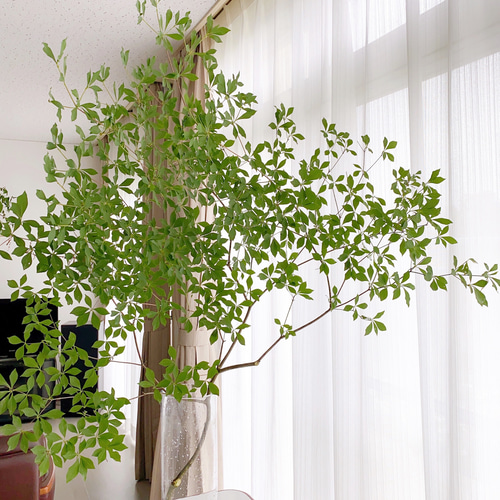 ドウダンツツジ creema限定 1m 一本で様になる枝ぶり 自分で剪定して