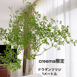 ドウダンツツジ creema限定 1m 一本で様になる枝ぶり 自分で剪定して