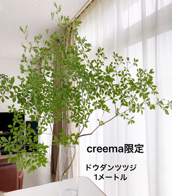 上品。。山採りドウダンツツジ。 上品。。山採りドウダンツツジ。
