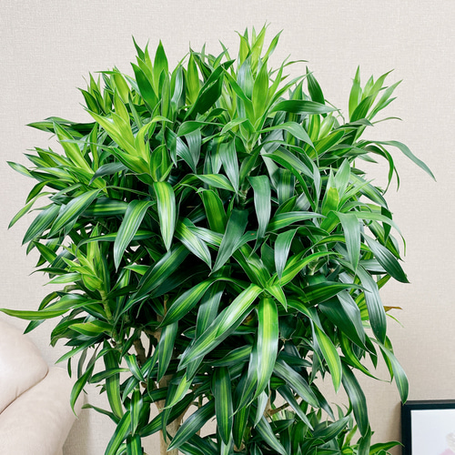 現品］ドラセナ ソングオブジャマイカ 8号 観葉植物 大型 室内