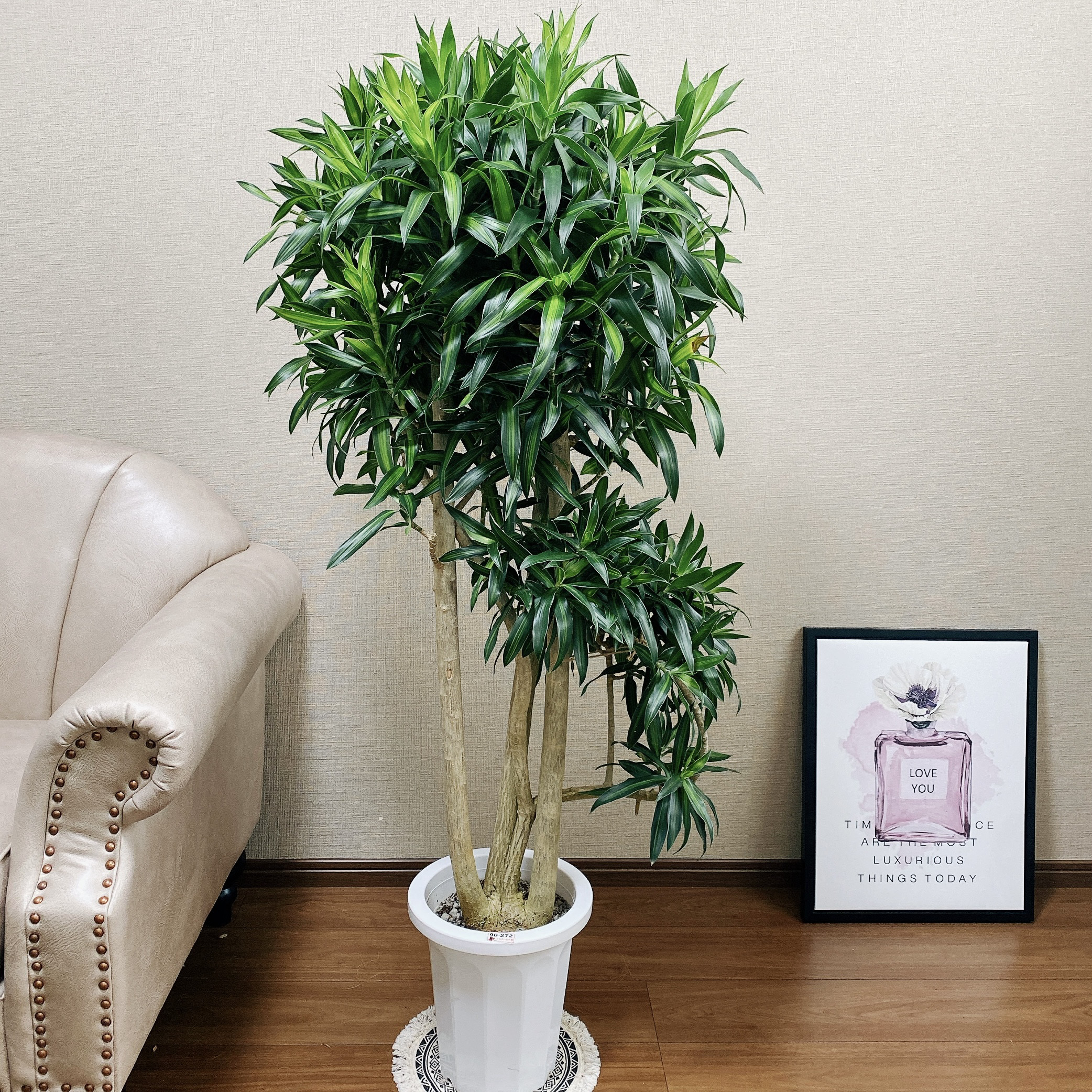 大正植物様