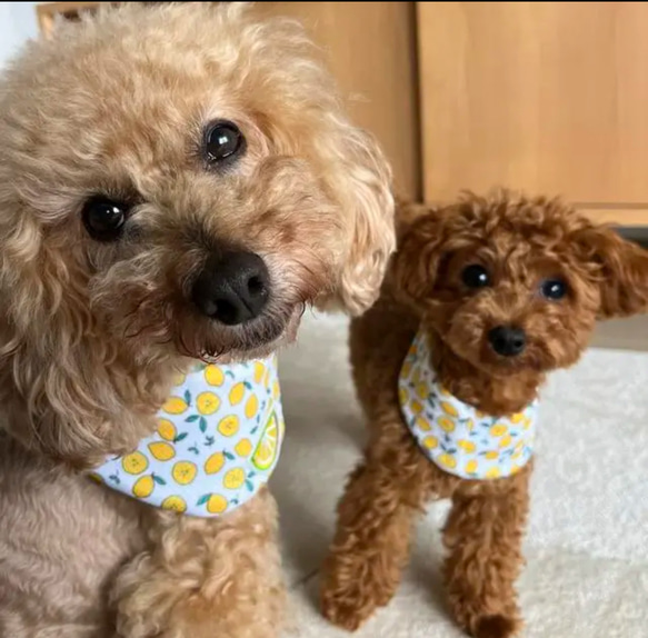 犬用 ウォータークールバンダナ　保冷剤を入れるポケット付き　水で濡らしてひんやり　プチレモン 5枚目の画像