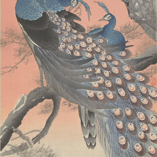 NO.337】孔雀と桜の日本画アートポスター☆鳥浮世絵和室 NO.337】孔雀と桜の日本画アートポスター☆鳥浮世絵和室