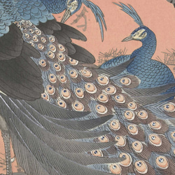 【NO.337】孔雀と桜の日本画アートポスター☆鳥浮世絵和室インテリア和柄お正月ハガキ2L判A4A3A2A1B4B3B2 3枚目の画像