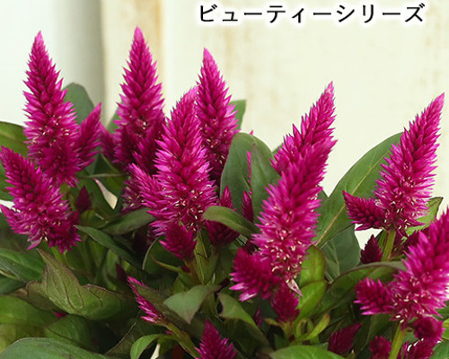 ドライフラワー］ケイトウ30本 廃棄花をアップサイクル