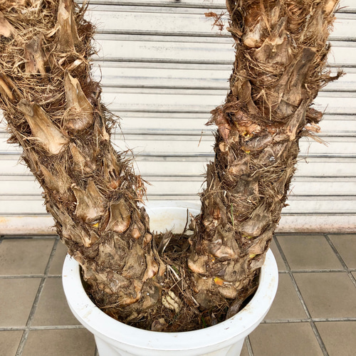 2株 フェニックス ロベレニー 10号 その他インテリア雑貨 PLANTS