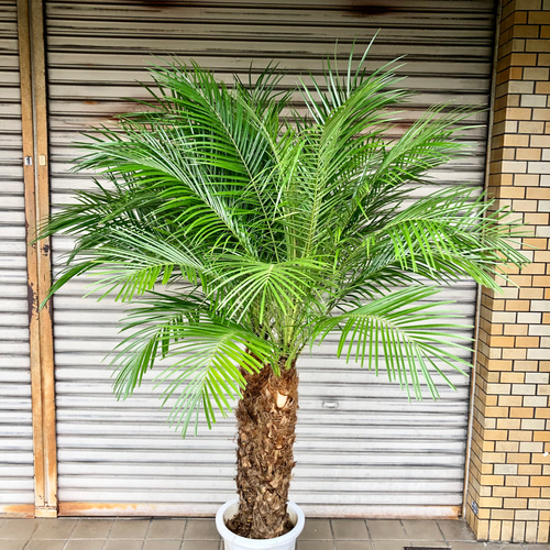 2株 フェニックス ロベレニー 10号 その他インテリア雑貨 PLANTS