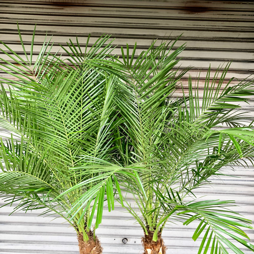 2株 フェニックス ロベレニー 10号 その他インテリア雑貨 PLANTS 2株 フェニックス ロベレニー 10号 その他インテリア雑貨 PLANTS