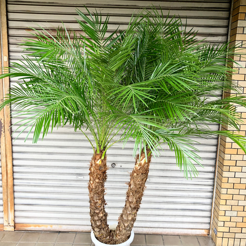 【最安値挑戦】 フェニックス 2株 ロベレニー PLANTS その他インテリア雑貨 10号 その他