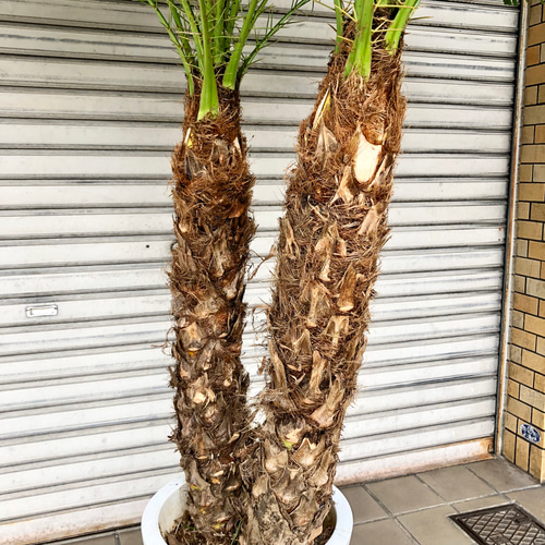 2株 フェニックス ロベレニー 10号 その他インテリア雑貨 PLANTS