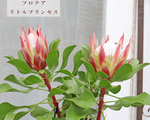 鉢花 プロテア リトルプリンス 6号 高さ70cm 常緑低木 おしゃれ 個性派