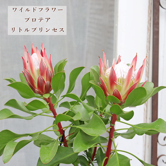 鉢花 プロテア リトルプリンス 6号 高さ70cm 常緑低木 おしゃれ 個性派