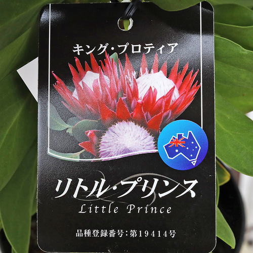 鉢花 プロテア リトルプリンス 6号 高さ70cm 常緑低木 おしゃれ 個性派