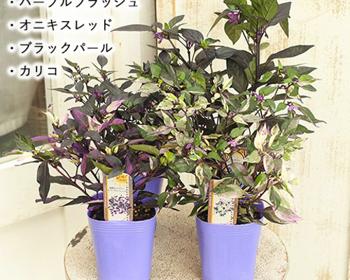 フルール・ド・リスのオルゴナイト【パープルカラー】 フルール・ド・リスのオルゴナイト【パープルカラー】 - メルカリ