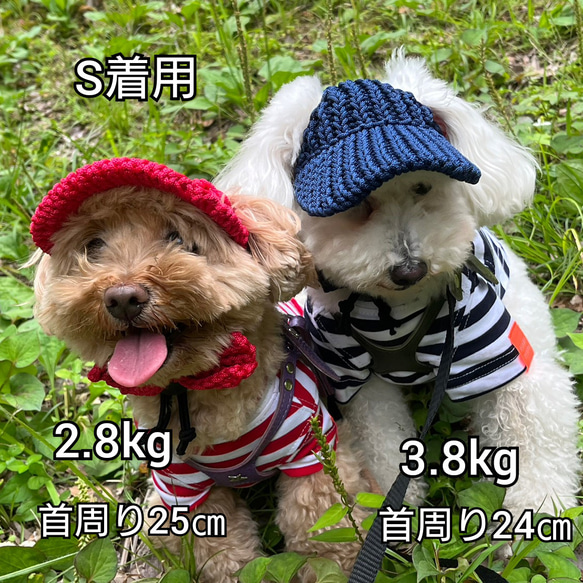 犬の帽子 耳出しキャップ 10枚目の画像