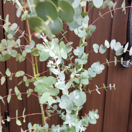 可愛い♡ユーカリグニー 大型☆モダン鉢植え 苗木 シンボルツリー 盆栽