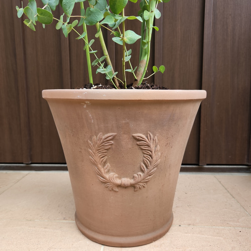 ボリューム株 ユーカリ グニー 鉢植え 苗 シンボルツリーに ユーカリ