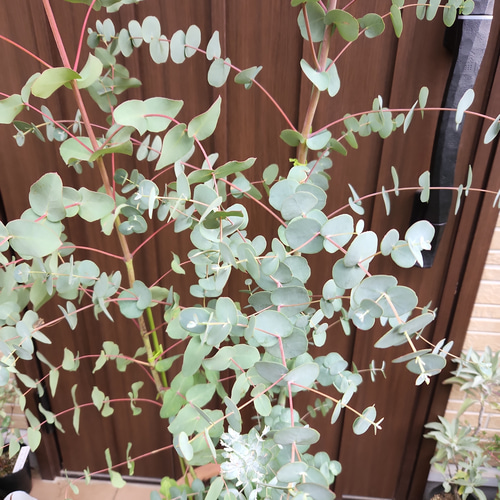 大株♪ユーカリグニー 鉢植え 苗 シンボルツリー メモリアルツリー