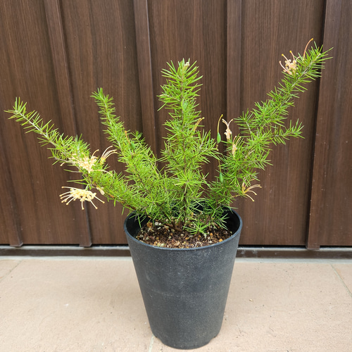 グレビレア ジュニペリーナ 鉢植え レア品種 ネイティブフラワー