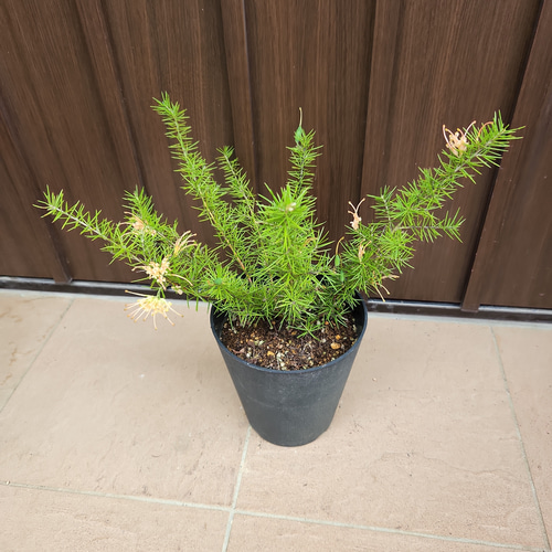 グレビレア ジュニペリーナ 鉢植え レア品種 ネイティブフラワー
