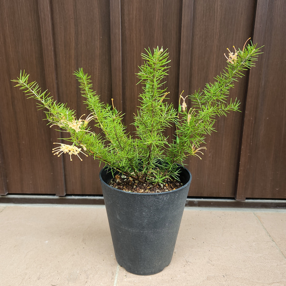 グレビレア ジュニペリーナ 鉢植え レア品種 ネイティブフラワー