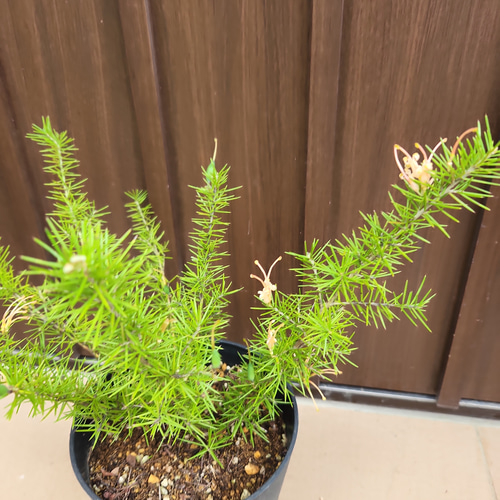 グレビレア ジュニペリーナ 鉢植え レア品種 ネイティブフラワー