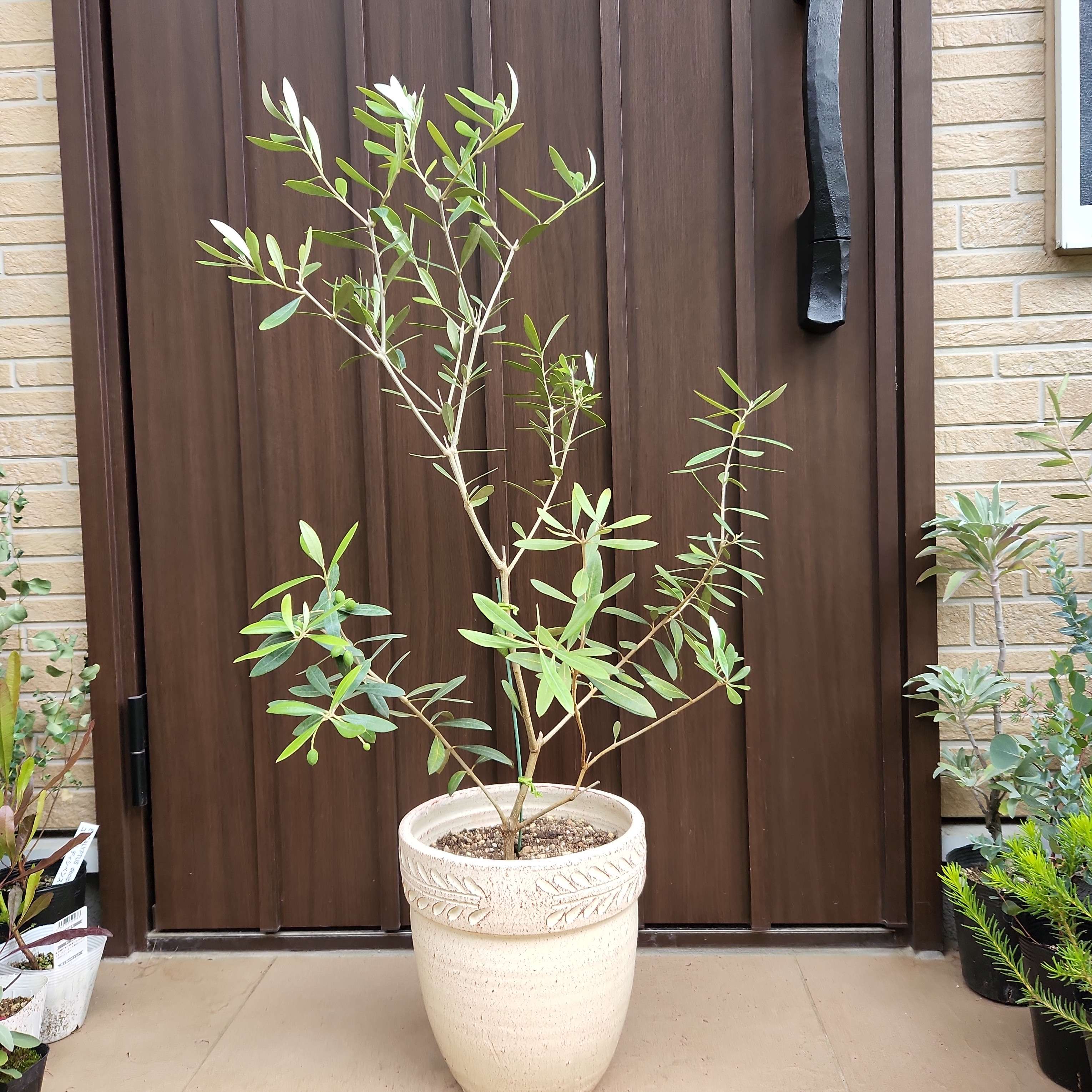 経典 可愛い実付き♪オリーブの木 ネバディロブランコ お洒落鉢植え 苗