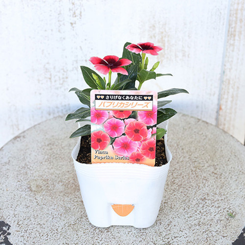 再入荷花苗 ニチニチソウ ビンカ パプリカオレンジ 3.5号ポット 多年草