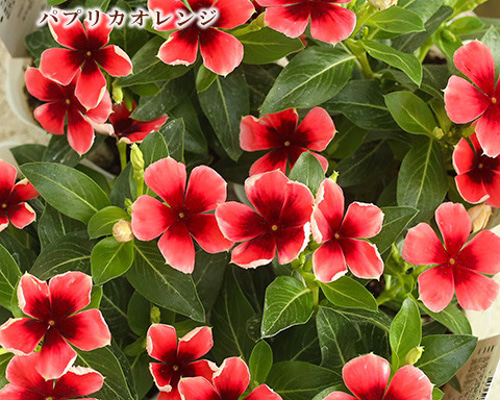 e85f1db33831daaee82e45e0b65eab