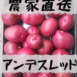 じゃがいもアンデスレッド　10キロ　農薬、化学肥料不使用 自然栽培】アンデスレッド（赤じゃがいも） 10kg（農薬・肥料不