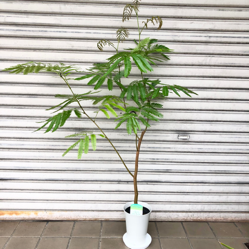 エバーフレッシュ 幹太め