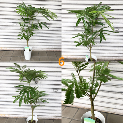 背高い 幹太め ネムノキ エバーフレッシュ 5号 受皿付 その他