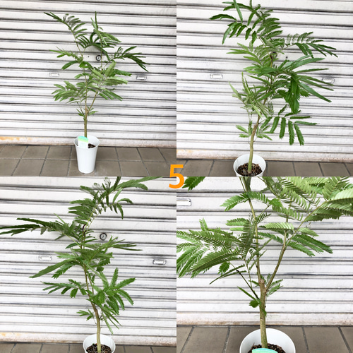 【背高め♥エネルギー高め】エバーフレッシュ ネムノキ 背高め♥エネルギー高め】エバーフレッシュ ネムノキ