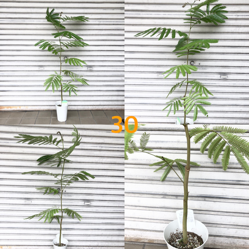 エバーフレッシュ　ネムノキ　まがり　樹高1m　　 背高い 幹太め ネムノキ エバーフレッシュ 5号 受皿付 その他