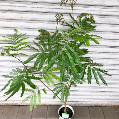 【背高め♥エネルギー高め】エバーフレッシュ ネムノキ 背高め♥エネルギー高め】エバーフレッシュ ネムノキ