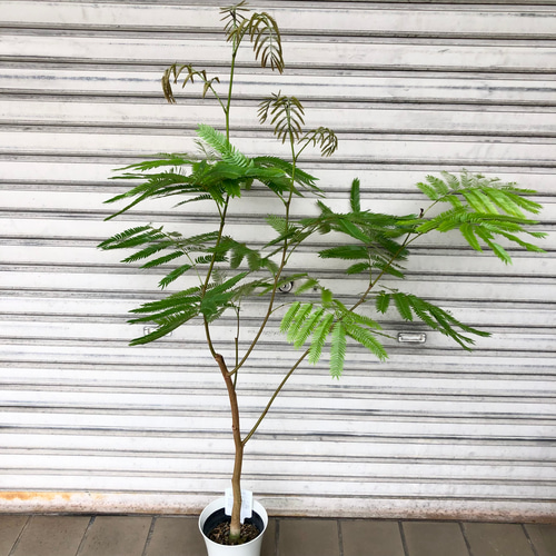 背高め♥エネルギー高め】エバーフレッシュ ネムノキ