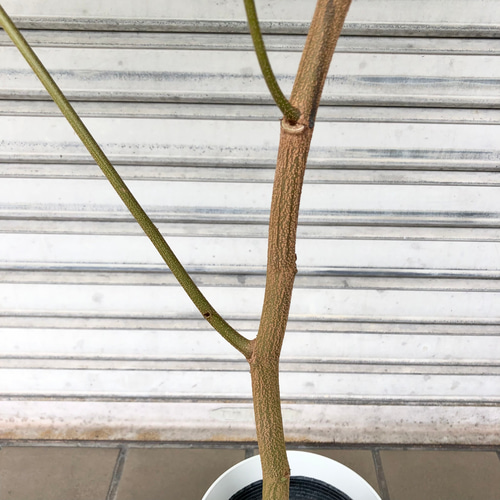 背高め♥エネルギー高め】エバーフレッシュ ネムノキ