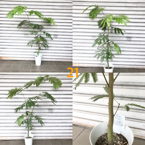 【背高め♥エネルギー高め】エバーフレッシュ ネムノキ 背高め♥エネルギー高め】エバーフレッシュ ネムノキ