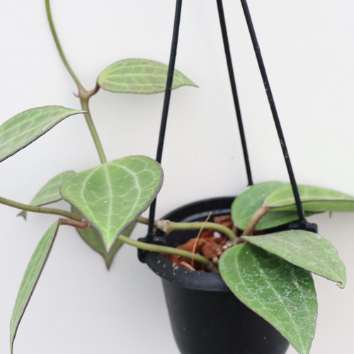 希少ホヤ＊ラオ＊吊り鉢＊観葉植物＊送料込み アートフラワー bloom