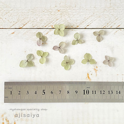 あじさい　花びら【国産　アナベル・オレガノパープル　30枚】あじさいのお福分け　 ＜ アジサイ 紫陽花 ＞ 3枚目の画像