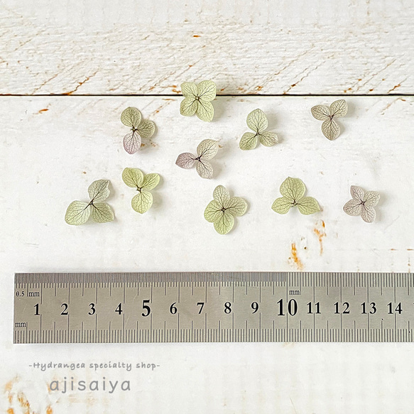 あじさい　花びら【国産　アナベル・オレガノパープル　30枚】あじさいのお福分け　 ＜ アジサイ 紫陽花 ＞ 3枚目の画像