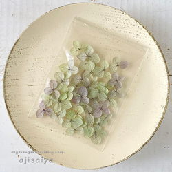 あじさい　花びら【国産　アナベル・オレガノパープル　30枚】あじさいのお福分け　 ＜ アジサイ 紫陽花 ＞ 4枚目の画像