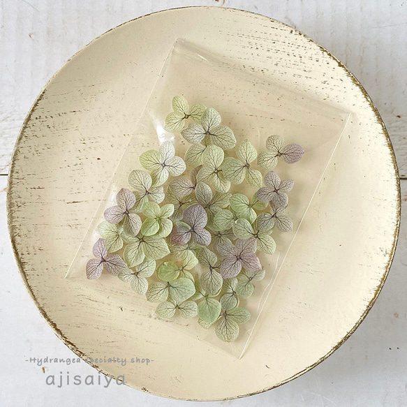 あじさい　花びら【国産　アナベル・オレガノパープル　30枚】あじさいのお福分け　 ＜ アジサイ 紫陽花 ＞ 4枚目の画像